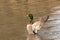 Male Mallard Duck Spreading Wings