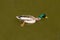 Male Mallard Duck Spreading Wings in Water