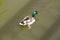 Male Mallard Duck Spreading Wings in Water