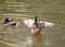 Male Mallard Duck Spreading Wings in Water