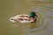 Male Mallard Duck Spreading Wings in Water