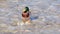 Male mallard duck standing
