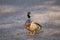 Male Mallard duck standing in dirt alley in dappled light with mouthful of gravel looking back