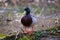 Male mallard duck standing on the rotten log in the water.