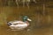 Male mallard duck on a swamp pond with copy space.