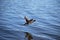 Male mallard duck taking flight over blue water