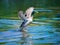 Male Mallard duck taking off from lake