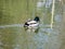 Male mallard duck with wet feather on his head swimming in the water