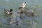 Male Mallard Ducks competing with Carp fish for food