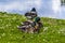 Male Mallard ducks resting on a lawn of daisies beside  a lake in Warwickshire, UK