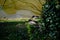 Male mallard ducks resting in the shade of grass at water`s edge