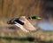 Male mallard in flight