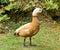 The male mallard in the lake in botanical garden of Furnas Sao Miguel