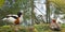 The male mallard in the lake in botanical garden of Furnas Sao Miguel