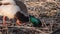 Male mallard looking for food in spring time forest puddles