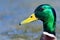 Male  mallard  portrait