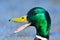 Male  mallard  portrait