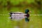 Male mallard resting in a marsh pond