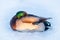 Male mallard resting in snow