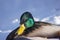 Male Mallard Rests in the Snow.