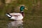 Male mallard on the river Sile