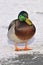 Male Mallard on snow