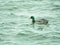 Male Mallard Swimming in Lake