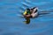 Male Mallard swimming in a lake