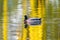 Male Mallard swimming in a lake