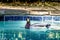 Male mallard swimming in a residential swimming pool