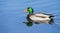 Male Mallard Swimming in soft focus