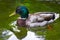 Male Mallard Swimming with Webbed Feet Showing