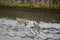 Male mallard swims with rain before a wall