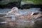 A male mallard takes an early spring swim