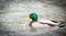 A male mallard takes an early spring swim