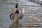 A male mallard takes an early spring swim and fly