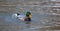 A male mallard takes an early spring swim and take a bath