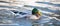 A male mallard takes an early spring swim and take a bath