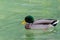 Male mallard wild duck with glossy green head, brown speckled pl