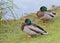 Male mallards