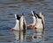 Male Mallards Or Anas Platyrhynchos