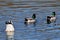 Male Mallards Or Anas Platyrhynchos