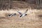 Male Mallards in Flight