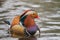 Male mandarin duck