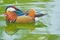 Male mandarin duck