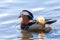 Male Mandarin Duck