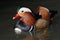 Male Mandarin Duck