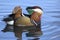 Male Mandarin Duck