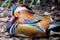 Male Mandarin Duck, Aix Galericulata