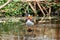 Male Mandarin Duck (Aix galericulata) at National Botanic Park, Dublin, Ireland